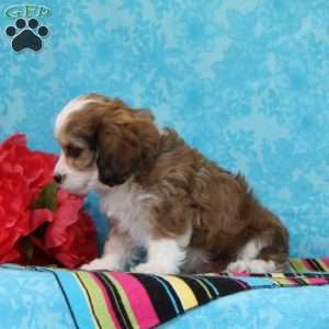 Sapphire, Cavachon Puppy